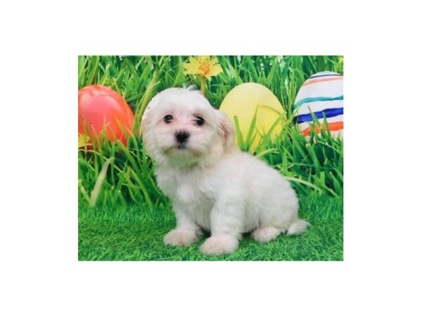 Teddy Bear-DOG-Male-Cream-12653-Petland Batavia, Illinois