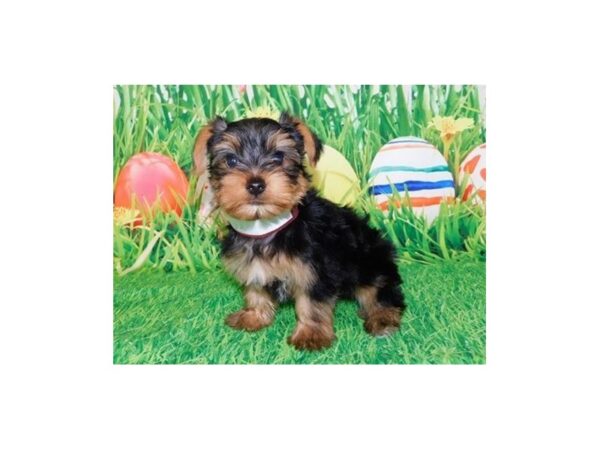Yorkshire Terrier DOG Male Black / Tan 12652 Petland Batavia, Illinois