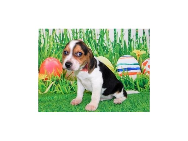 Beagle DOG Male Black 20819 Petland Batavia, Illinois