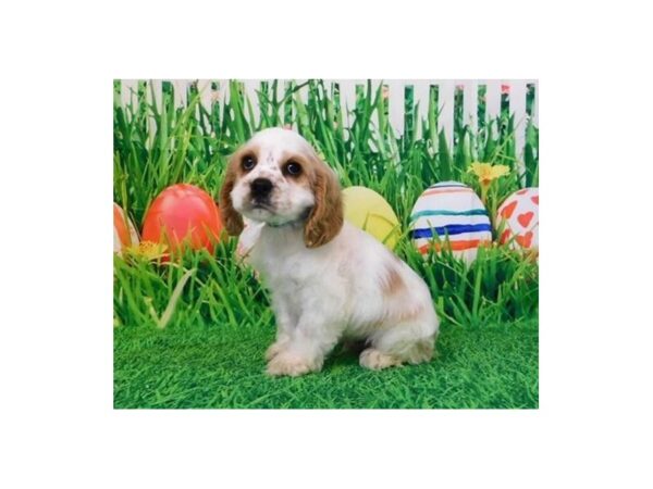 Cocker Spaniel DOG Male Buff / White 20820 Petland Batavia, Illinois