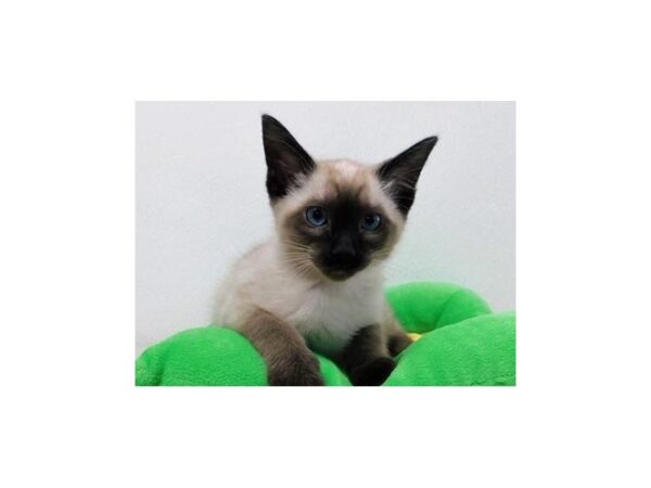 Siamese-CAT-Male-Chocolate Point-20818-Petland Batavia, Illinois