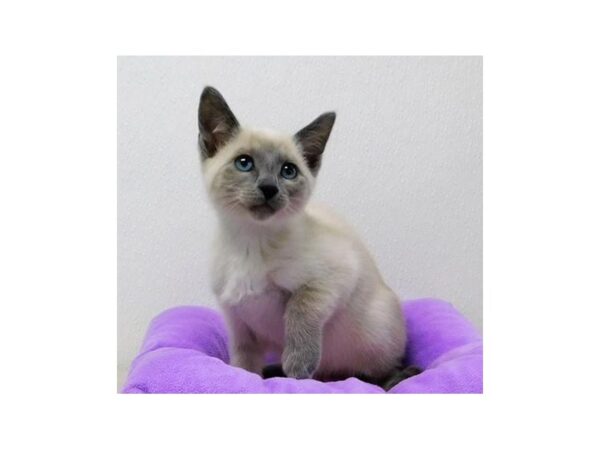 Siamese-CAT-Female-Blue Point-20817-Petland Batavia, Illinois