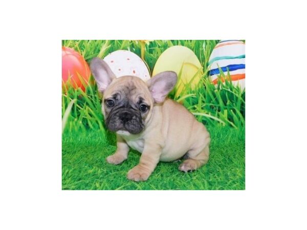 French Bulldog DOG Female Fawn, Black Mask 20821 Petland Batavia, Illinois