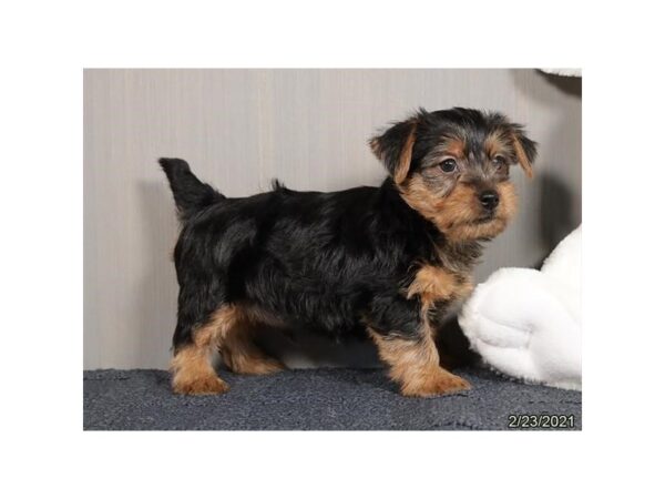 Yorkshire Terrier-DOG-Male-Black / Tan-20828-Petland Batavia, Illinois