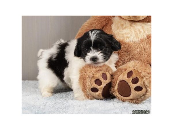 Shih Poo DOG Male Black / White 20829 Petland Batavia, Illinois
