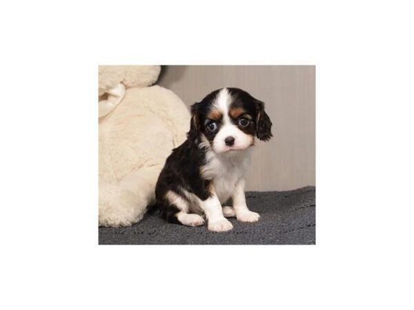 Cavalier King Charles Spaniel DOG Female Tri-Colored 20827 Petland Batavia, Illinois