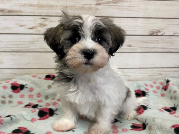 Havanese DOG Male Brindle and White 20814 Petland Batavia, Illinois