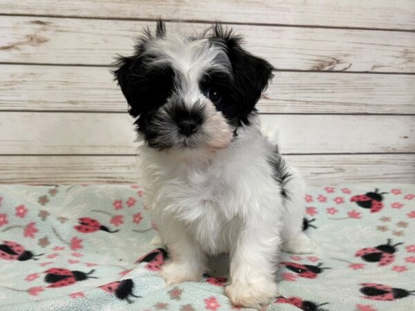 Havanese-DOG-Male-Black and White-20813-Petland Batavia, Illinois
