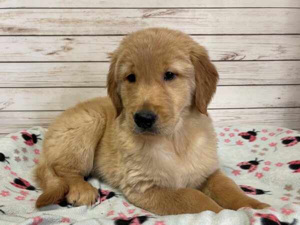 Golden Retriever DOG Female Golden 20812 Petland Batavia, Illinois