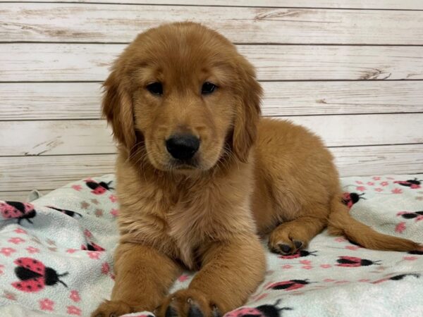 Golden Retriever DOG Male Golden 20810 Petland Batavia, Illinois