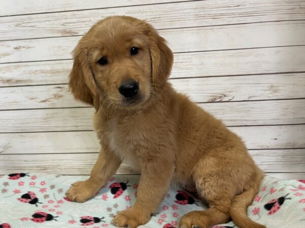 Golden Retriever DOG Male Golden 20811 Petland Batavia, Illinois