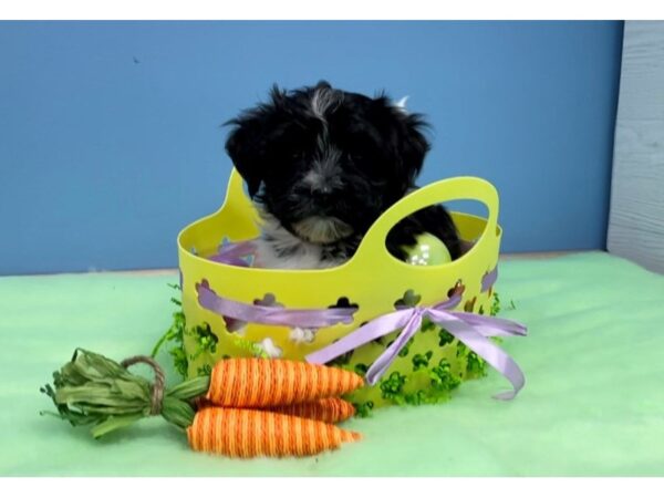 Havanese DOG Female Black and White 20590 Petland Batavia, Illinois