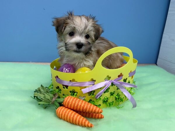Havanese DOG Male Gold and White 20589 Petland Batavia, Illinois