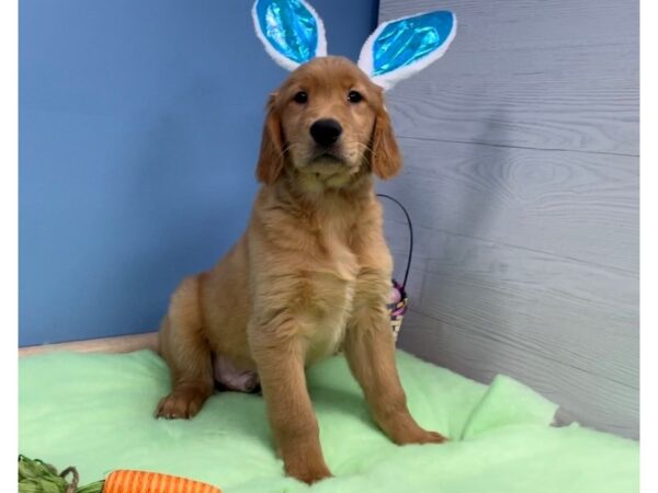 Golden Retriever DOG Male Golden 20588 Petland Batavia, Illinois