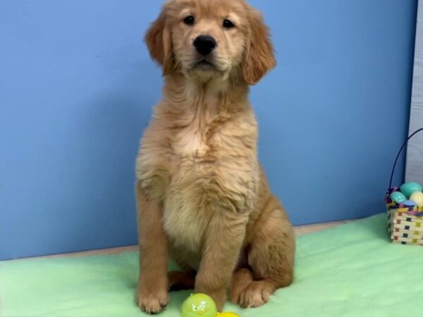 Golden Retriever DOG Female Golden 20587 Petland Batavia, Illinois