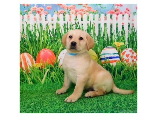 Labrador Retriever DOG Male Yellow 12656 Petland Batavia, Illinois