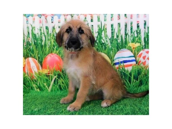 Shepadoodle-DOG-Female-Sable-12659-Petland Batavia, Illinois