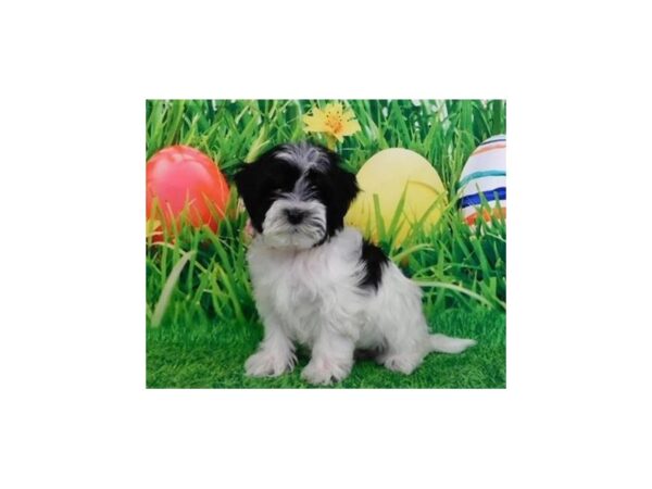 Havapoo DOG Female Black / White 12660 Petland Batavia, Illinois