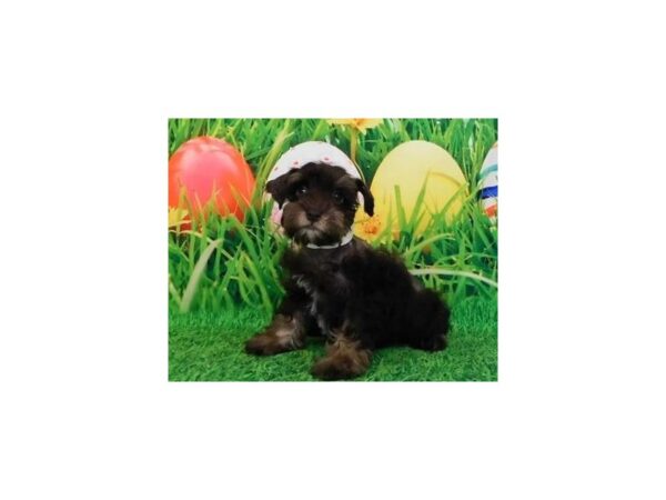 Miniature Schnauzer-DOG-Male-Chocolate / Tan-20836-Petland Batavia, Illinois