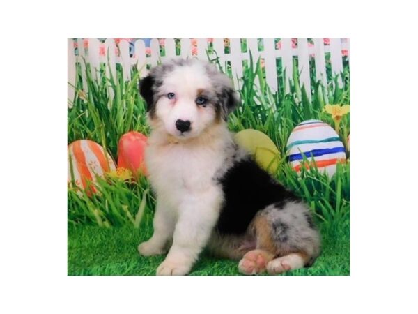 Australian Shepherd DOG Male Blue Merle 20838 Petland Batavia, Illinois