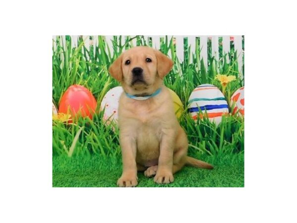 Labrador Retriever DOG Female Yellow 20834 Petland Batavia, Illinois