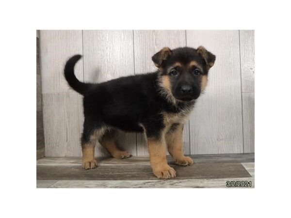 German Shepherd Dog DOG Female Black / Tan 12663 Petland Batavia, Illinois