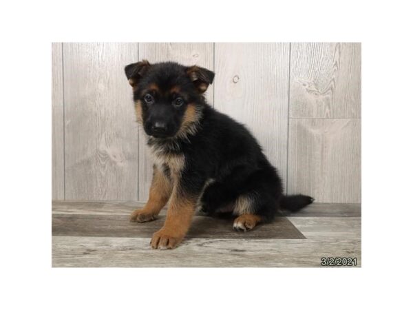 German Shepherd Dog DOG Male Black / Tan 12664 Petland Batavia, Illinois