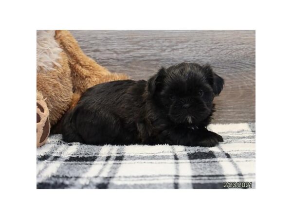 Shih Tzu-DOG-Male-Black-20844-Petland Batavia, Illinois
