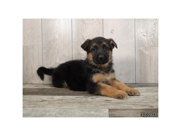 German Shepherd Dog-DOG-Male-Black / Tan-20845-Petland Batavia, Illinois