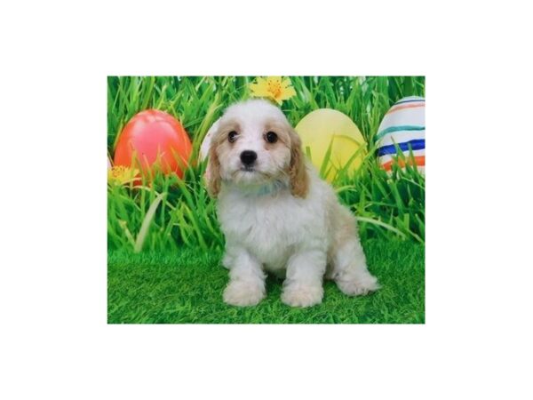 Cavachon DOG Female Blenheim 20597 Petland Batavia, Illinois