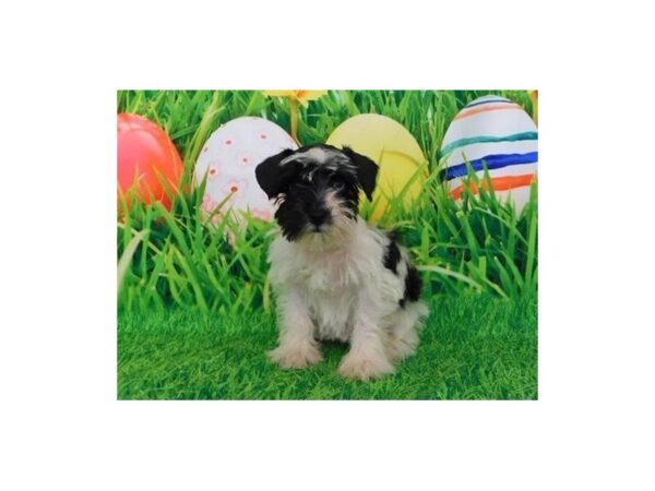Miniature Schnauzer-DOG-Female-Black / White-20593-Petland Batavia, Illinois