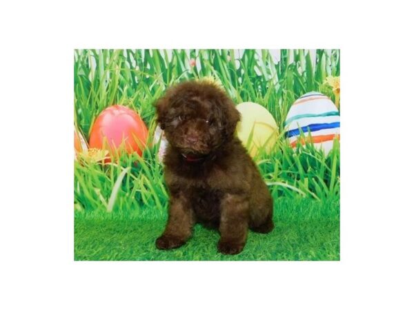 Schnoodle DOG Male Chocolate 20596 Petland Batavia, Illinois