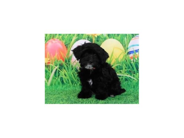 Havapoo DOG Female Black 20595 Petland Batavia, Illinois