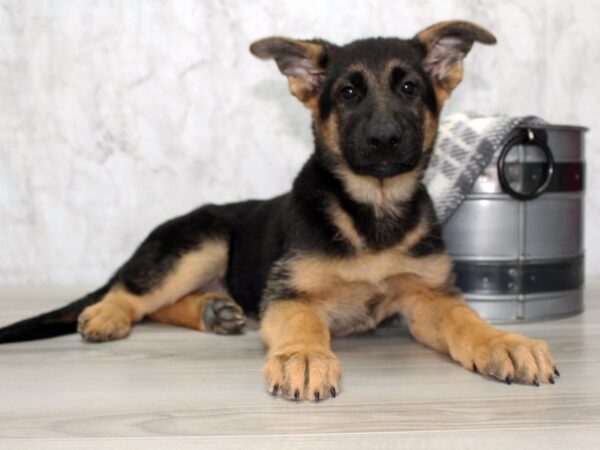 German Shepherd Dog-DOG-Female-Black / Tan-12711-Petland Batavia, Illinois