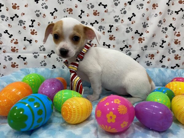 Chihuahua DOG Male White / Red 12669 Petland Batavia, Illinois