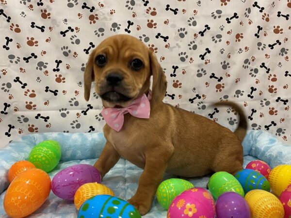 Pug/Dachshund DOG Female Fawn (Isabella) / Tan 12670 Petland Batavia, Illinois