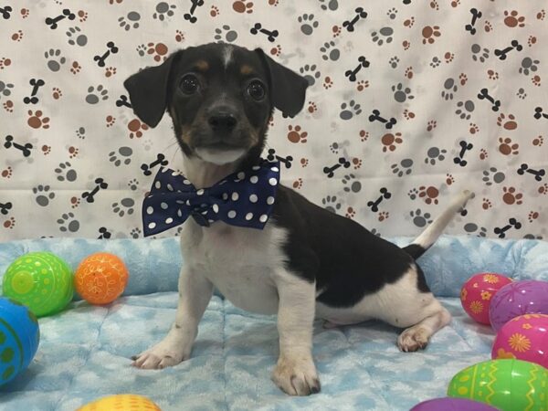 Chiweenie DOG Male White Black / Tan 12668 Petland Batavia, Illinois