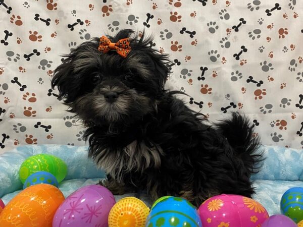 Mal Shi DOG Female Black Sable 12666 Petland Batavia, Illinois