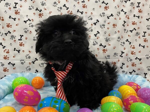 Mal Shi-DOG-Male-Black-12667-Petland Batavia, Illinois