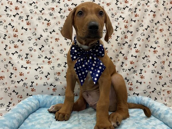 Rhodesian Ridgeback DOG Male Wheaten 12665 Petland Batavia, Illinois