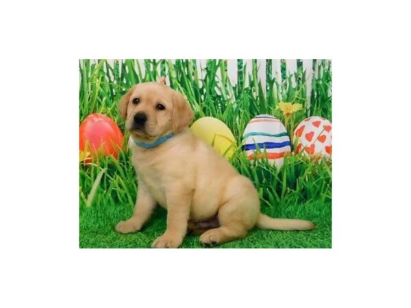 Labrador Retriever DOG Male Yellow 20835 Petland Batavia, Illinois