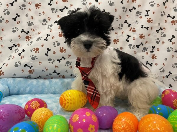 Miniature Schnauzer DOG Male Black / White Parti 12657 Petland Batavia, Illinois
