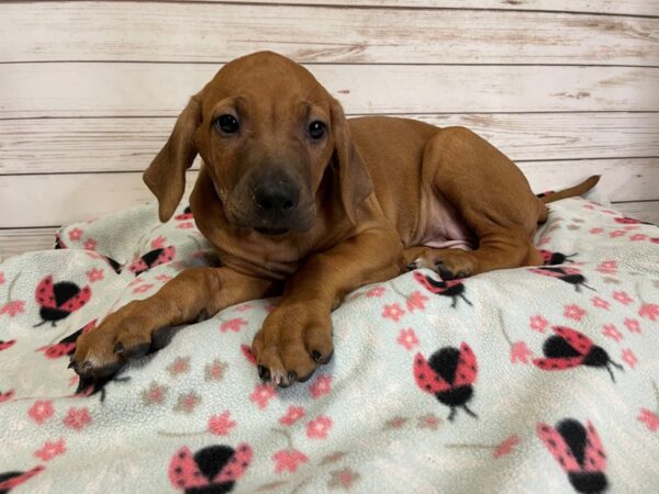 Rhodesian Ridgeback DOG Male Wheaten 20843 Petland Batavia, Illinois