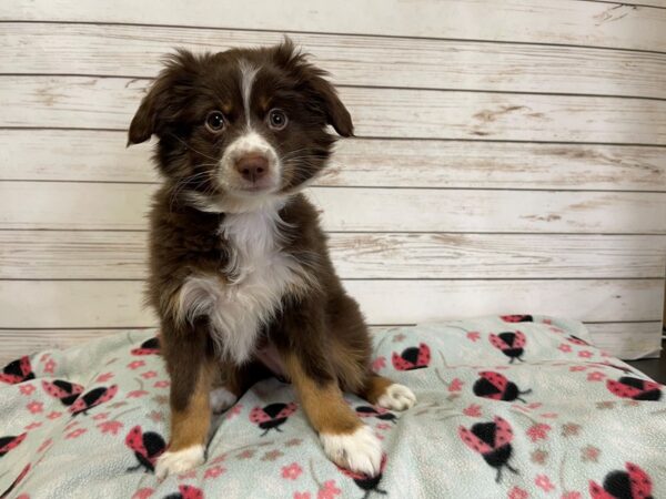 Miniature Australian Shepherd DOG Male Red 20841 Petland Batavia, Illinois