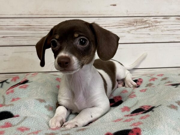 Chiweenie DOG Female White / Chocolate 20851 Petland Batavia, Illinois