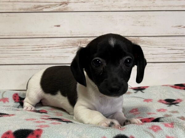 Chiweenie DOG Male White / Black 20850 Petland Batavia, Illinois