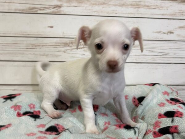 Chihuahua DOG Male White / Red 20849 Petland Batavia, Illinois