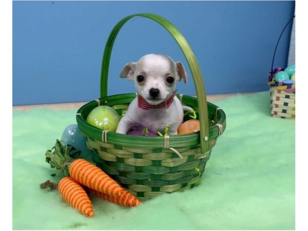 Chihuahua DOG Female White / Red 20598 Petland Batavia, Illinois