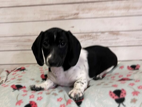 Pug/Dachshund-DOG-Male-Black / White-20848-Petland Batavia, Illinois