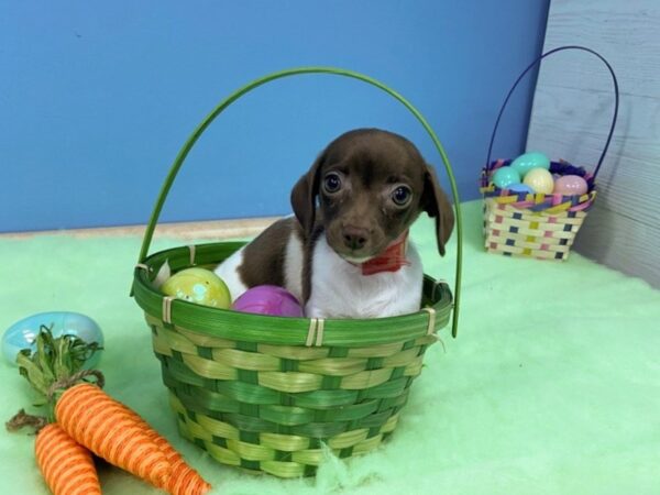 Chiweenie DOG Female White / Chocolate 20599 Petland Batavia, Illinois